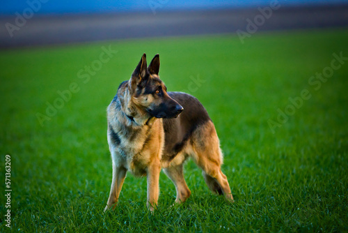 German shepherd dog posing