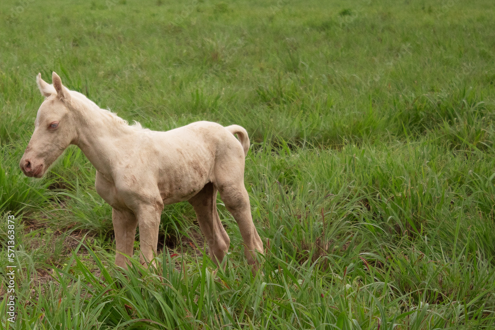Fototapeta premium Filhote cavalo, poldo claro de olhos azuis recém nascido com sua mãe