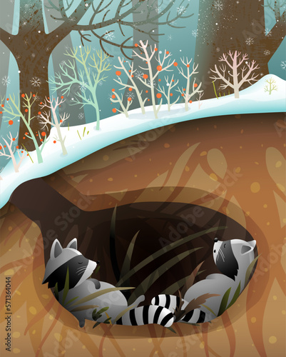Raccoon family sleeping or hibernating in a den or burrow. Cute raccoons forest habitat illustration for children. Animals sleep in the woods cute wildlife graphics. Vector drawing for kids.