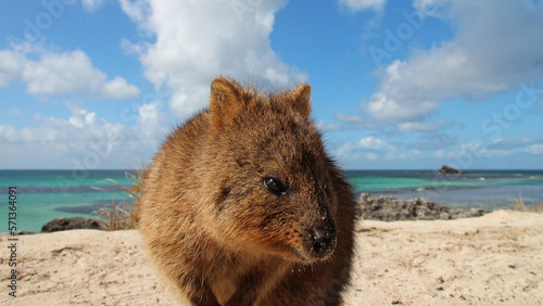 quokka at rottnest island (australia) 