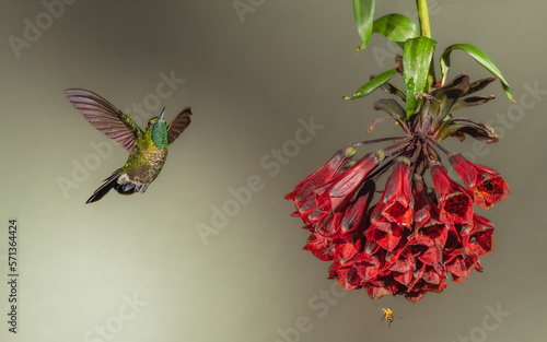 Tyrian metal tail hummingbird and red flower photo