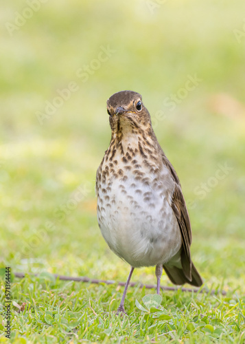 migrant thrush on the grass