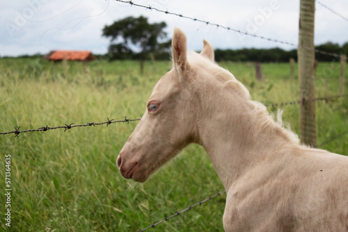 Filhote cavalo, poldo claro de olhos azuis recém nascido com sua mãe photo