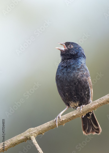 grassquit singing on a branch