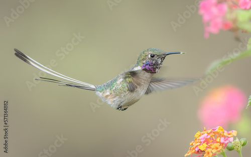 hummingbird in flight
