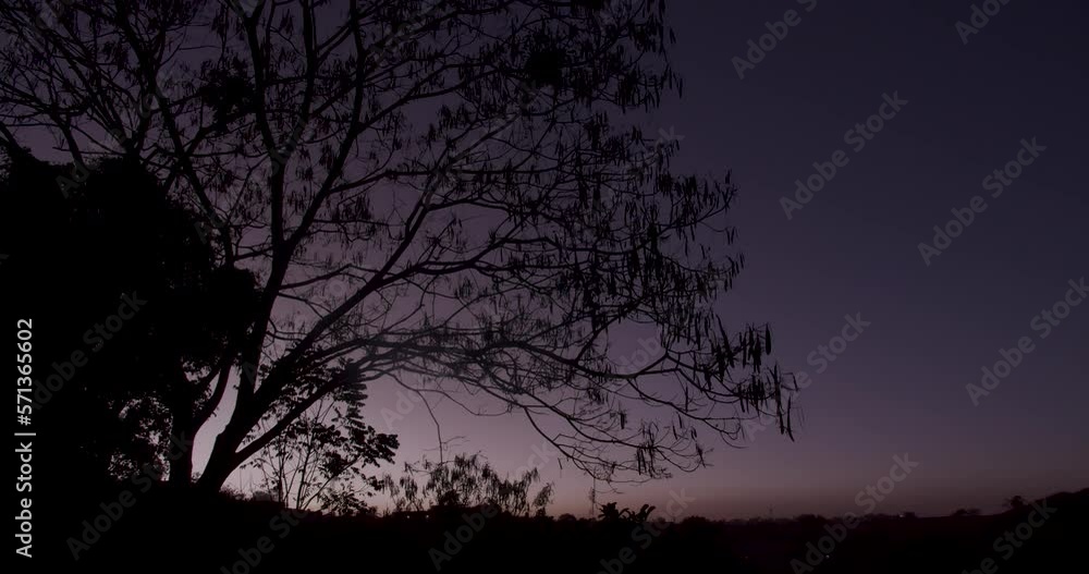 silhouette of a tree and the sunset behind silhouette of a tree and the sunset behind