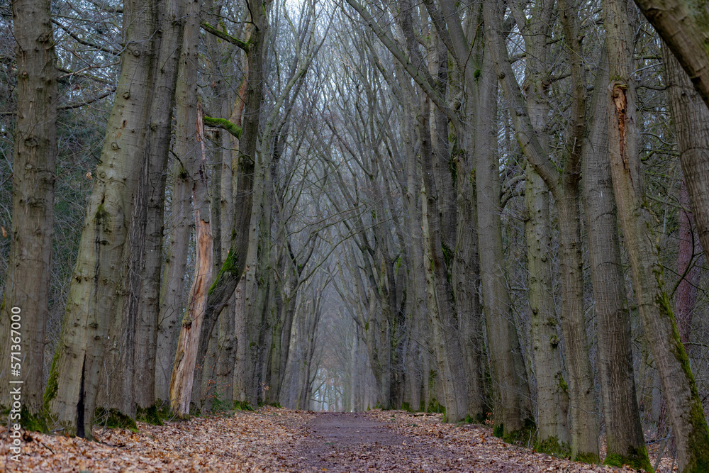 Obraz premium Nature path through the trees along the side in winter, The Pieterpad is a long distance walking route in the Netherlands, The trail runs from northern part of Groningen to end in south of Maastricht.