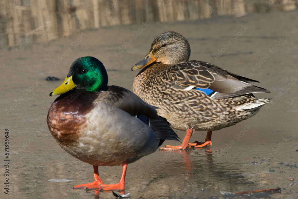 A mated pair of mallard ducks standing on an icy marsh. A mated pair of mallard ducks standing on an icy marsh.