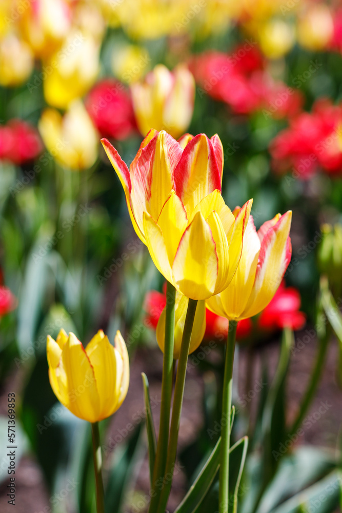 Fototapeta premium Tulips in park in spring. Flowers in garden in springtime.
