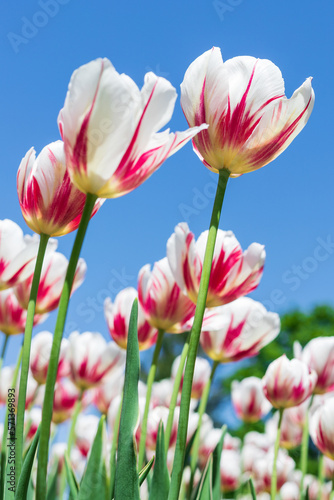 Tulips against blue sky in park. Flowers in garden in spring season.