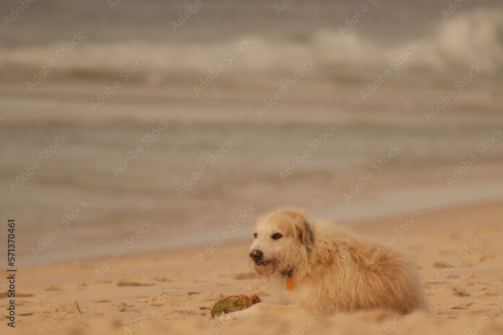 old white dog at beach old white dog at beach