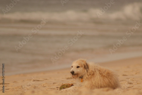 old white dog at beach © dany3l.foto