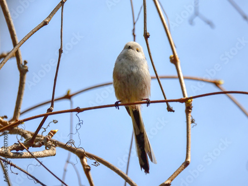The long-tailed tit (Aegithalos caudatus) - white-brown-black small bird with long tail