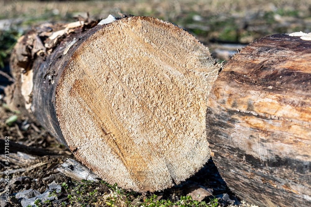 Cut tree trunk with circular cuts in the woods. Orange winter colors. Many veins present and evident. Wood texture.