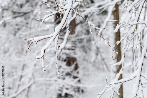 Tree branches covered with snow in park or forest in winter