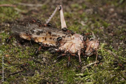 waldameisen fressen eine heuschrecke, formica poyctena © Holger T.K.