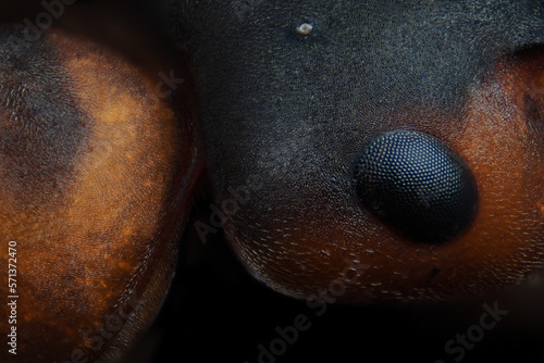 extreme nahaufnahme vom auge und oberfläche der roten waldameise, formica poyctena