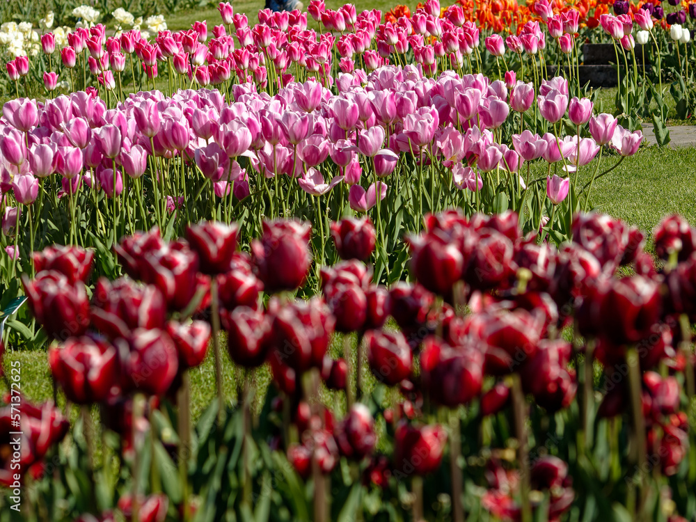 Blooming tulips in a park, spring at last.