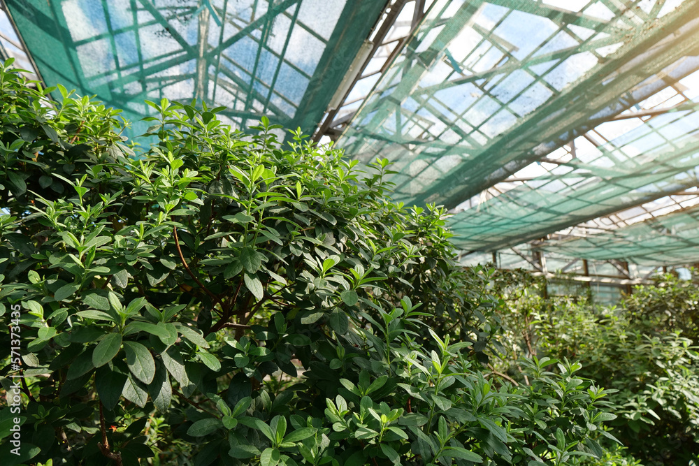 Green plants in hothouse, luminous with sunlight. Photosynthesis in plants