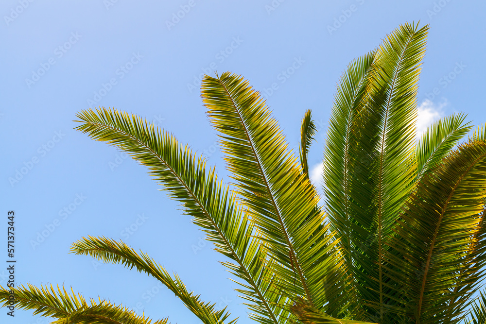 Green palm tree leaves over blue sky background at daytime Green palm tree leaves over blue sky background at daytime