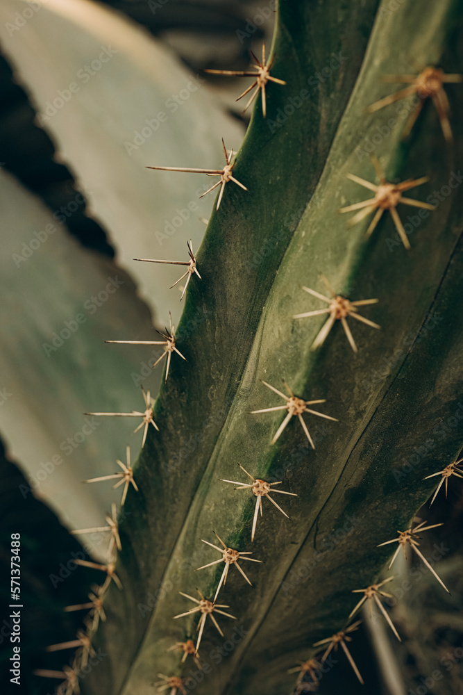 Naklejka premium Close up of a spiky needled cactus