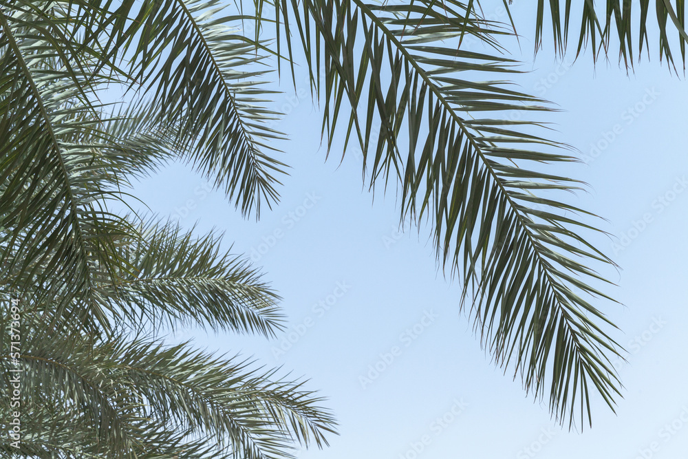 Palm tree leaves are under blue sky, tropical background Palm tree leaves are under blue sky, tropical background