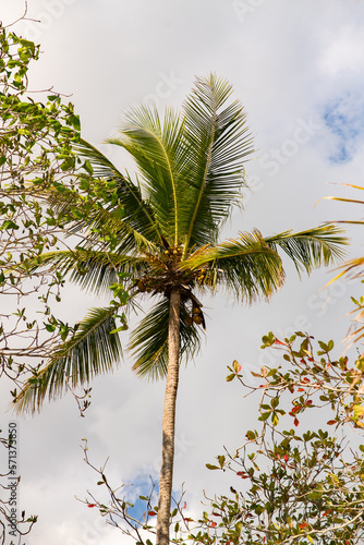 palm tree with coconuts with cloudy blue sky on the beach