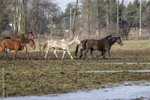 Horses on range