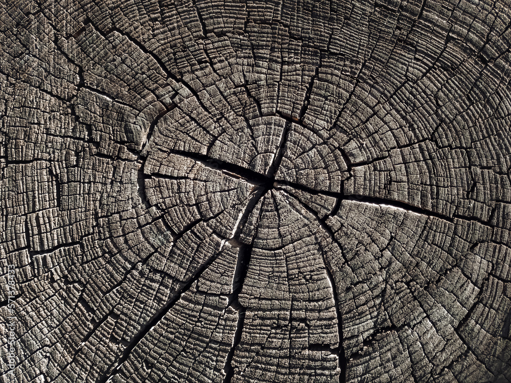 Fototapeta premium Brown stump of an old tree close-up. Cracked oak texture, natural background, grunge, vintage.