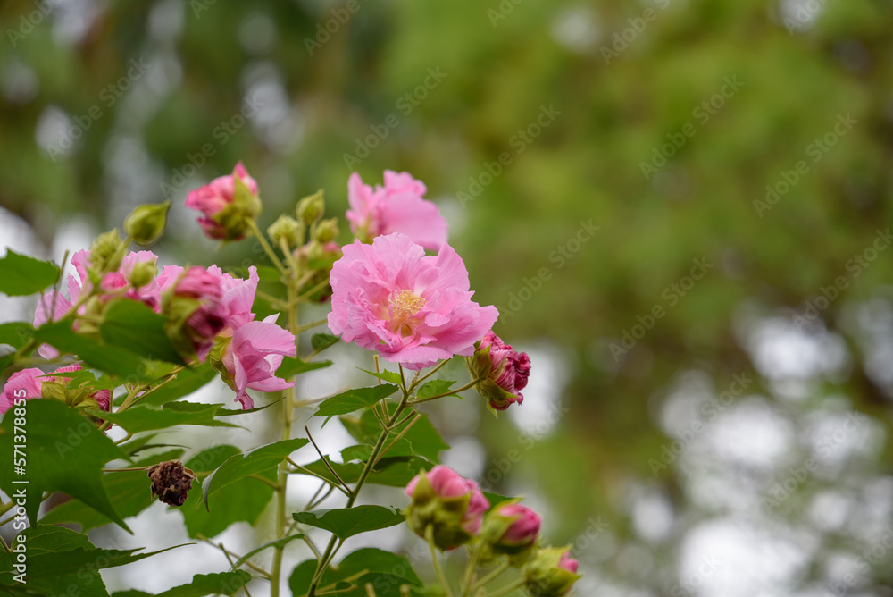 Pink flower of cotton rose Pink flower of cotton rose