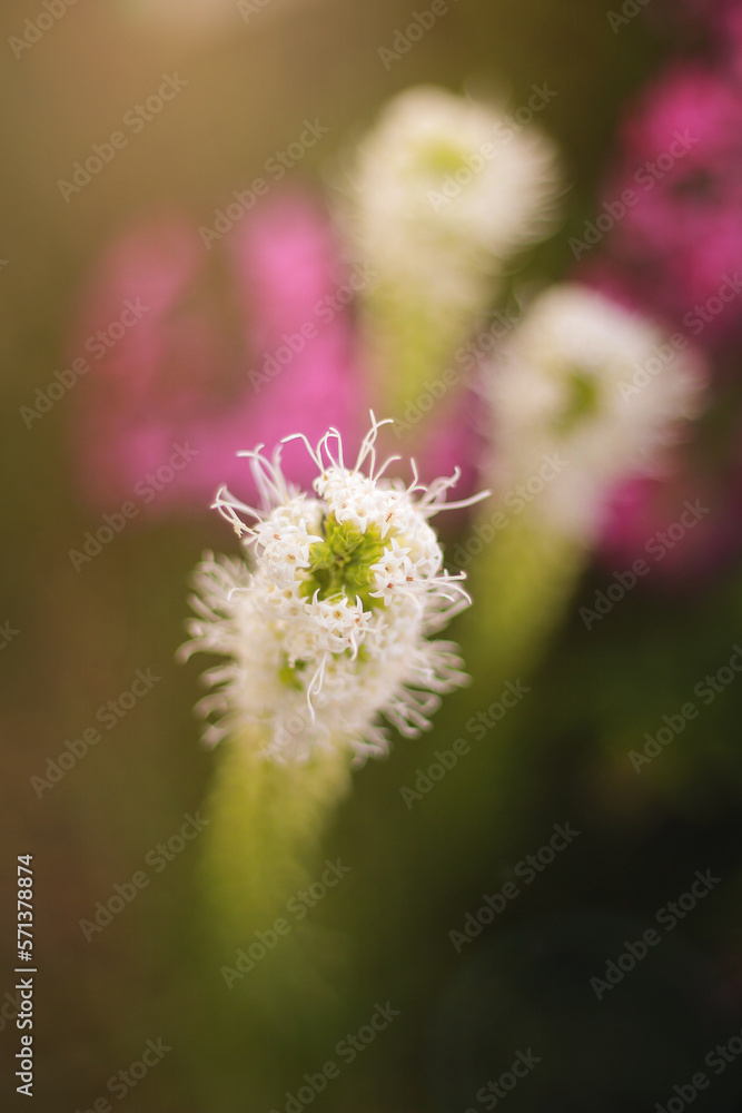 Fototapeta premium My Mother's Flower Garden