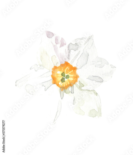 Watercolor white, yellow daffodil, narcissus, illustration, spring flowers clipart. Create Floral frame, wreath, chaplet, wedding invitation, stationery, save the date, print 
