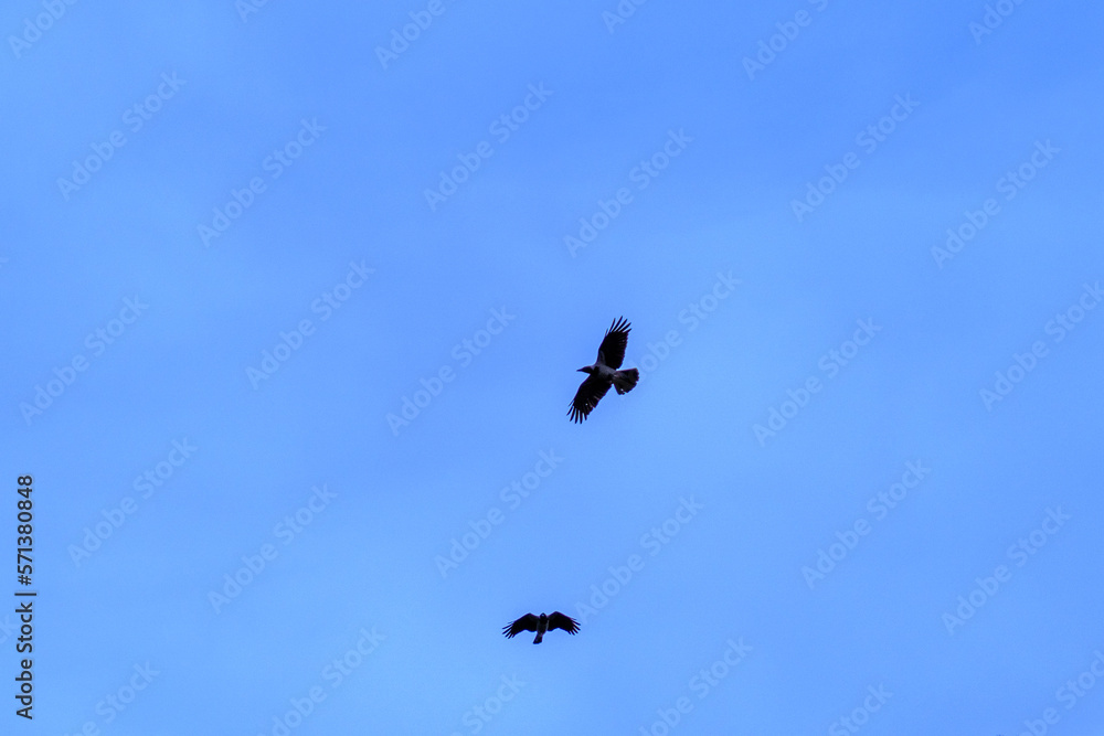 two birds of prey flying in blue sky two birds of prey flying in blue sky