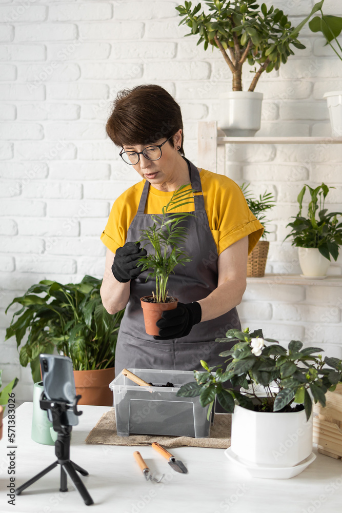 Middle aged woman blogger in front of smartphone camera on tripod records instructional tutorial video for her blog shoots process of replanting flowers and green plants full of soil enjoys botanic Middle aged woman blogger in front of smartphone camera on tripod records instructional tutorial video for her blog shoots process of replanting flowers and green plants full of soil enjoys botanic