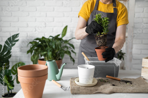 Woman gardener transplanting houseplants in pots on wooden table close-up copy space and empty place for text. Concept of home garden and take care plants in flowerpot