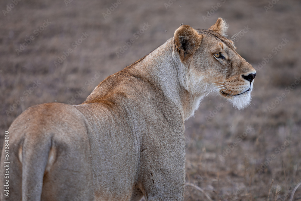 Naklejka premium lion in the grass