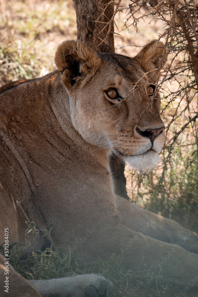 Fototapeta premium lioness in the grass