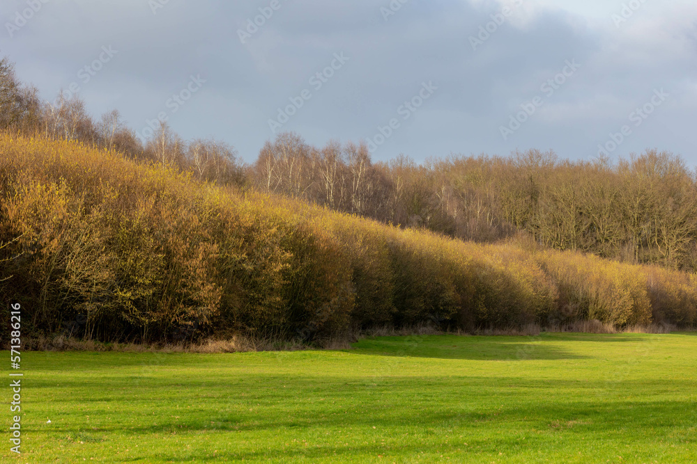 Late winter landscape, Green meadow with forest under blue sky, Branches trees with new leaves about to grow in early spring in the wood and grass fields, Farmland in countryside of Netherlands. 