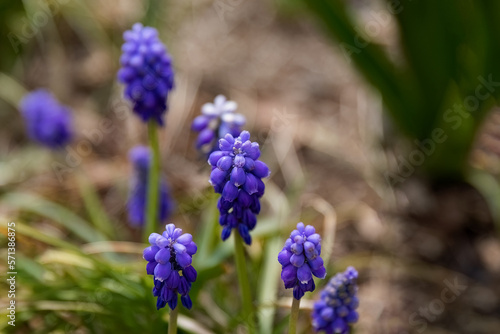 Muscari or Grape hyacinth blue small flower in the garden design.