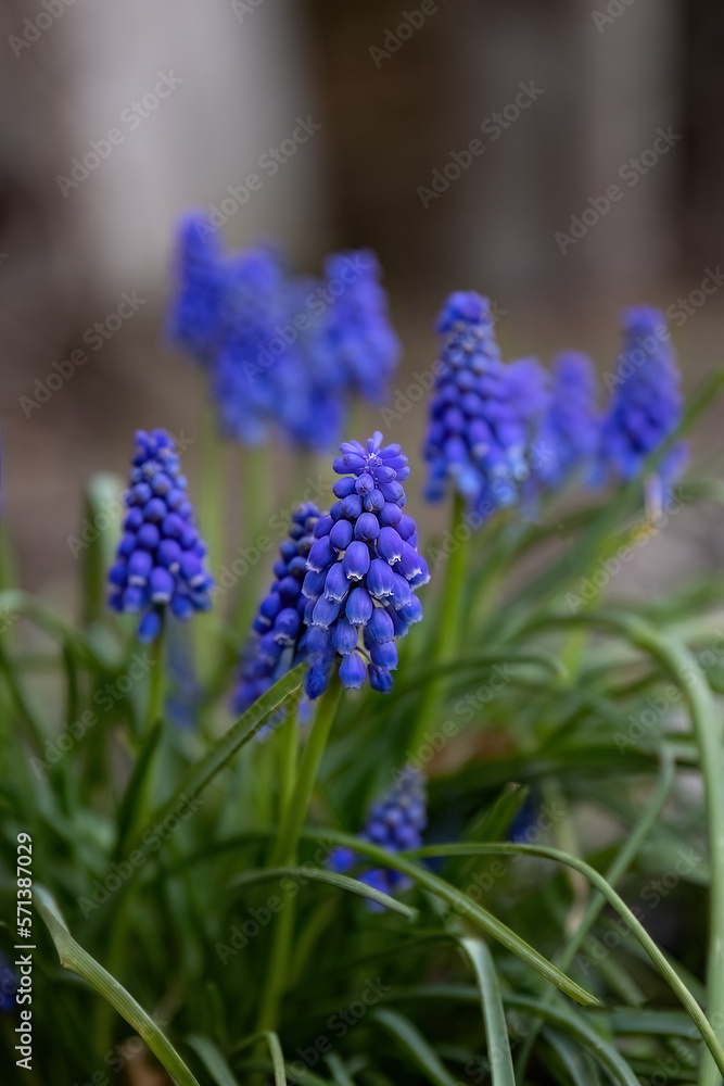 Muscari or Grape hyacinth blue small flower in the garden design. Muscari or Grape hyacinth blue small flower in the garden design.