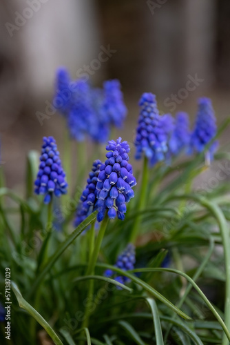 Muscari or Grape hyacinth blue small flower in the garden design.