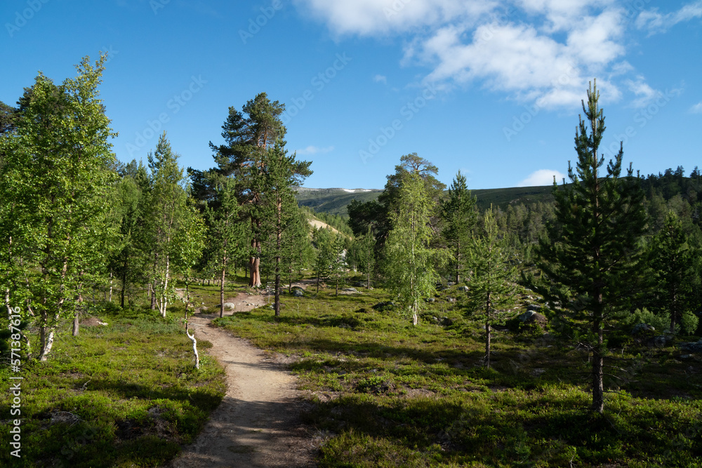 Obraz premium A hiking trail in the Reiheimen National Park