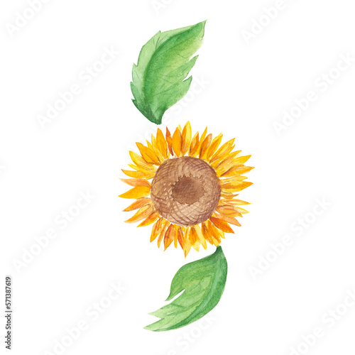 Sunflower. Watercolor illustration isolated on white background. Ideal for stickers, cards, farbic prints, cosmetic packaging design. photo