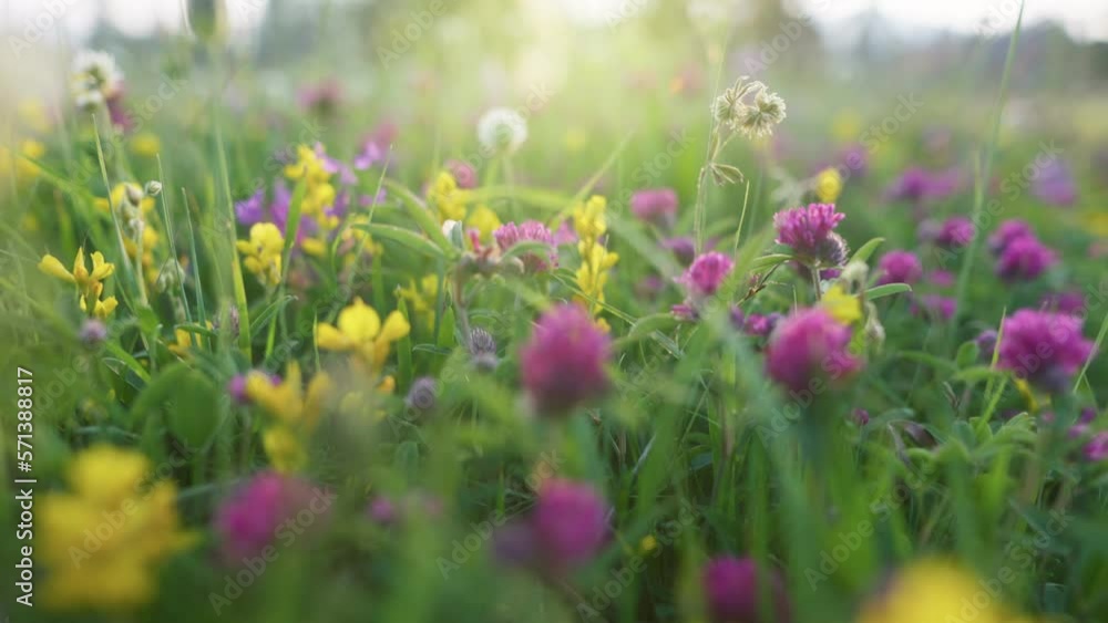 Green grass, purple and yellow flowers at sunset. Bright summer flowers in alpine meadow. Macro shot of field flowers Green grass, purple and yellow flowers at sunset. Bright summer flowers in alpine meadow. Macro shot of field flowers