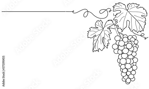 Bunches of grapes.  Vine. Vector line drawing on white or transparent background. Grapevine
