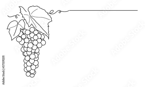 Bunches of grapes. Vine. Vector line drawing on white or transparent background. Grapevine