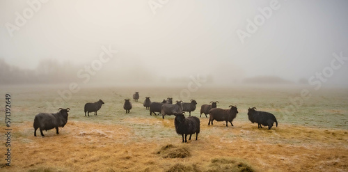 Hebridean sheep in misty field photo