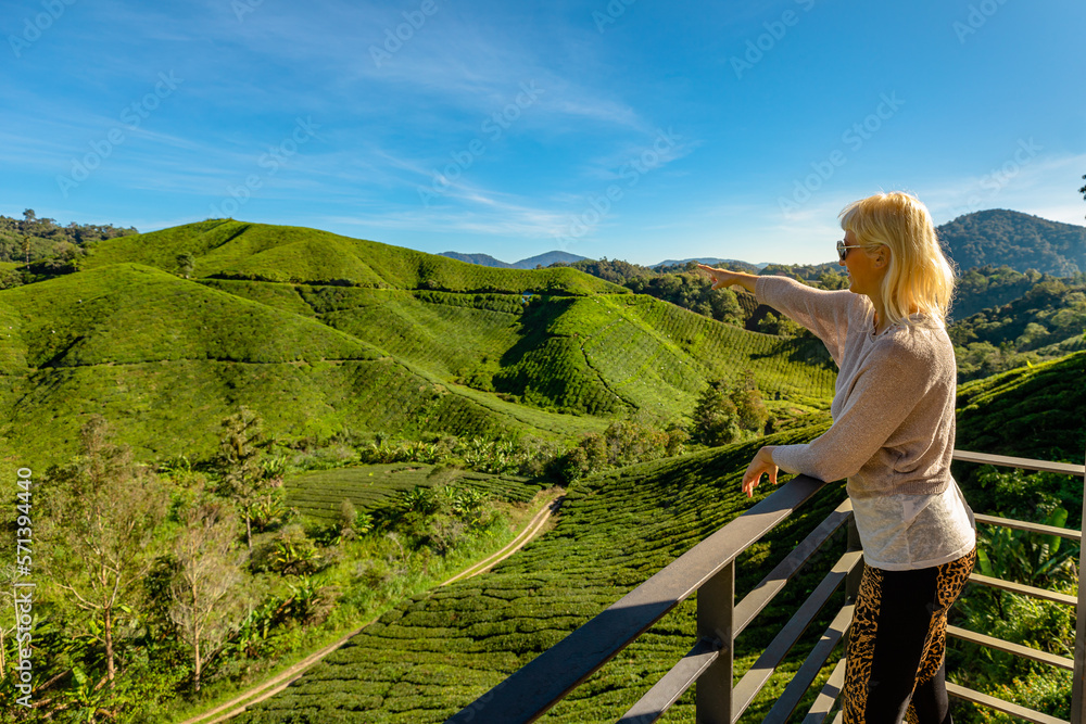 Naklejka premium Tourist woman looking scenic views on tea plantation of Cameron Highlands in Malaysia. World highest quality tea leaves. Tea fields cover acres and consist of rolling hills and lush green tea bushes.