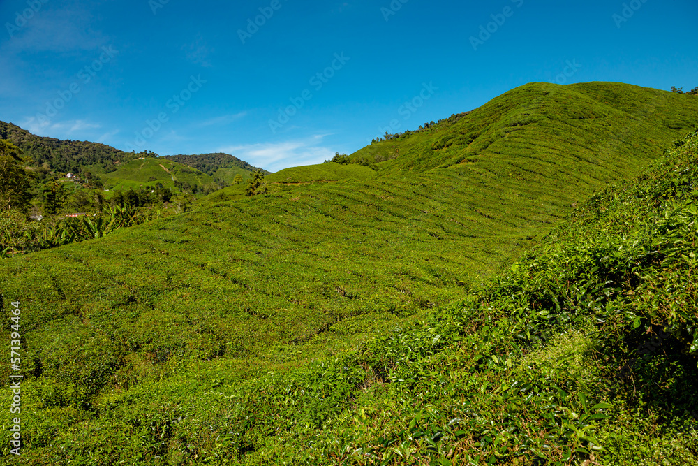 Malaysian Cameron Highlands tea plantations aerial view. Featuring world's finest tea leaves and breathtaking vistas. Hundreds of acres of fields are comprised of hilly terrains and lush tea plants.