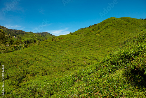 Malaysian Cameron Highlands tea plantations aerial view. Featuring world's finest tea leaves and breathtaking vistas. Hundreds of acres of fields are comprised of hilly terrains and lush tea plants.